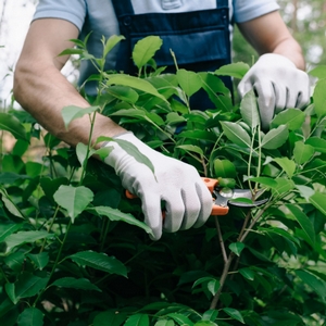 work garden